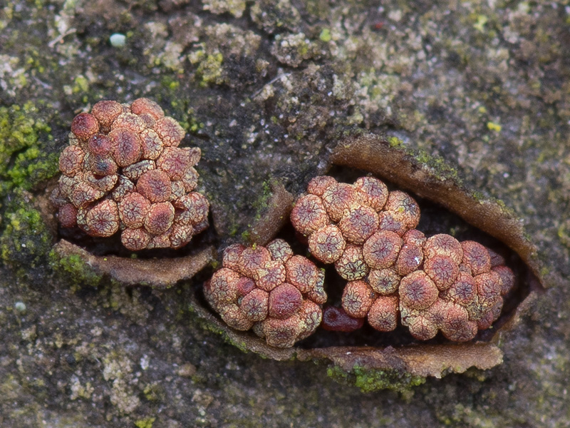 Thyronectria aurigera